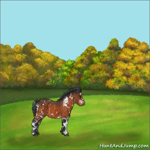 Horse Color:White Spotted Bay 