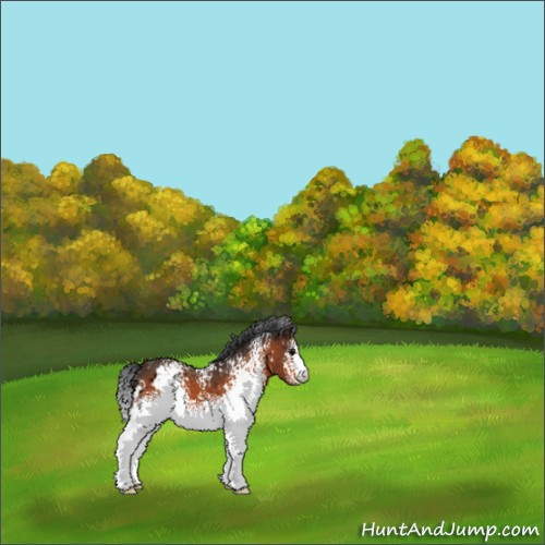 Horse Color:White Spotted Bay 