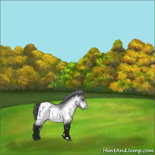 Horse Color:White Spotted Brown Chinchilla Appaloosa 