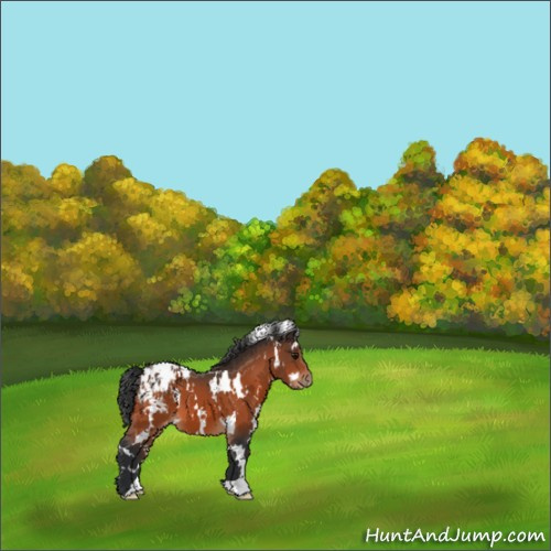 Horse Color:White Spotted Bay Appaloosa 