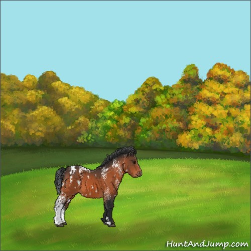 Horse Color:White Spotted Brown 
