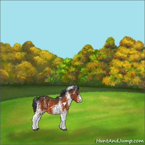 Horse Color:White Spotted Bay 