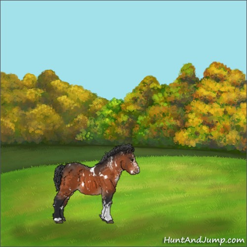 Horse Color:White Spotted Bay 