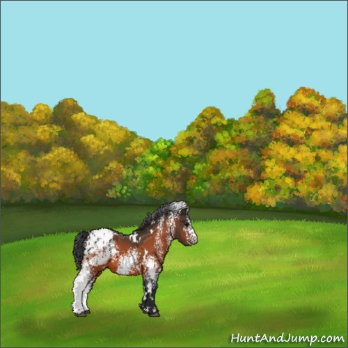 Horse Color:White Spotted Bay Appaloosa 