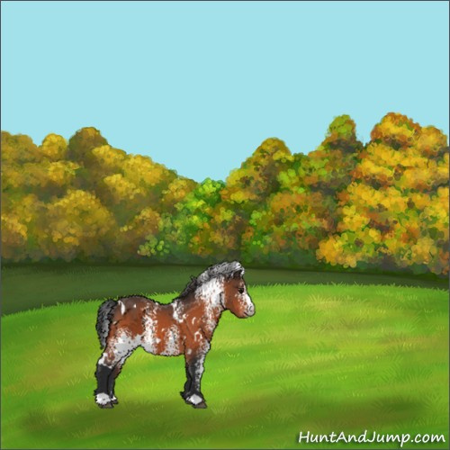 Horse Color:White Spotted Bay 