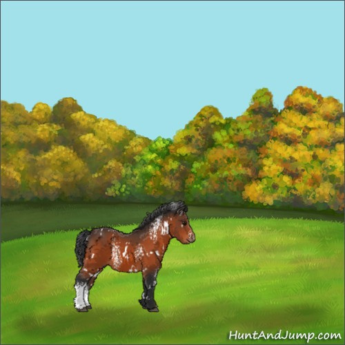 Horse Color:White Spotted Bay 