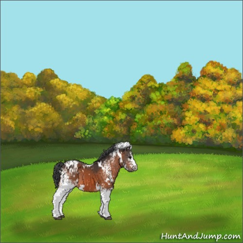 Horse Color:White Spotted Brown Appaloosa 