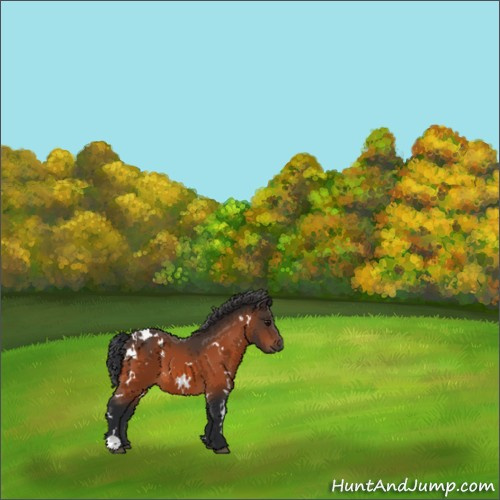 Horse Color:White Spotted Bay 