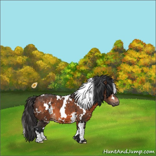 Horse Color:White Spotted Brown