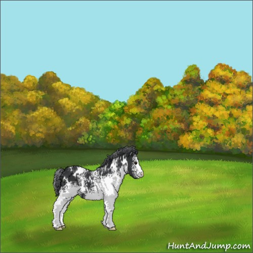 Horse Color:White Spotted Black Chinchilla 