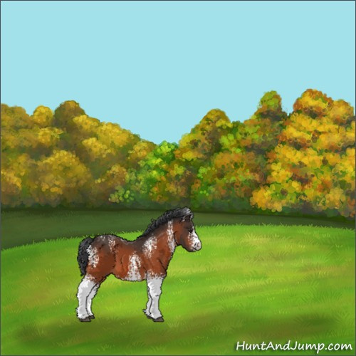 Horse Color:White Spotted Brown 