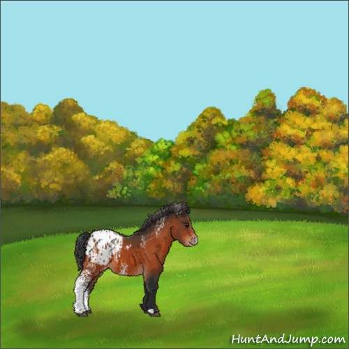 Horse Color:White Spotted Bay Appaloosa 