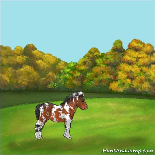 Horse Color:White Spotted Bay Appaloosa 