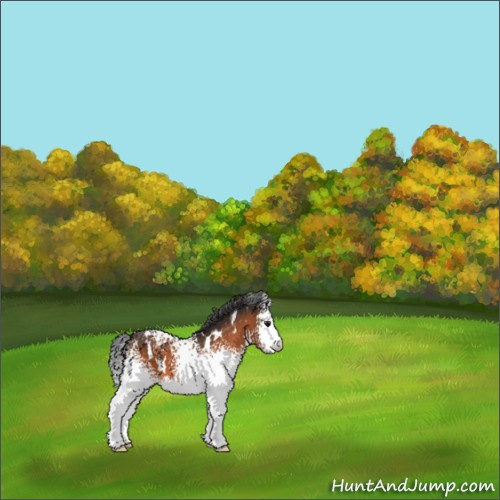 Horse Color:White Spotted Brown 