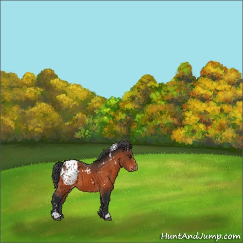 Horse Color:White Spotted Bay Appaloosa 