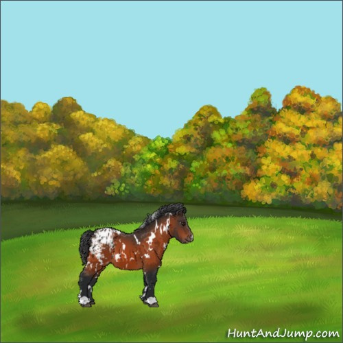 Horse Color:White Spotted Brown Appaloosa 