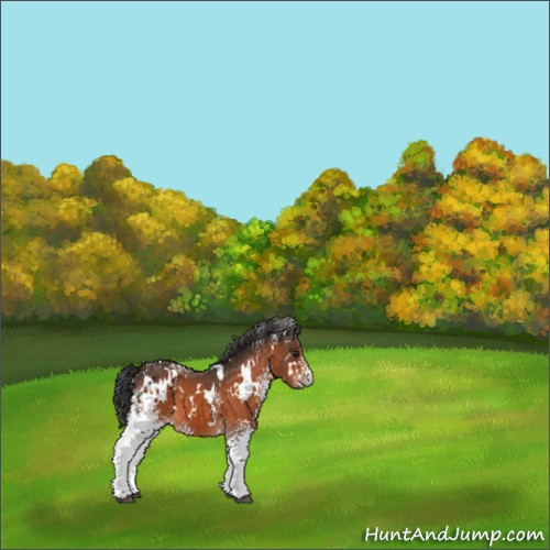 Horse Color:White Spotted Brown 