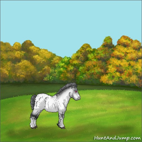 Horse Color:White Spotted Bay Chinchilla Appaloosa 