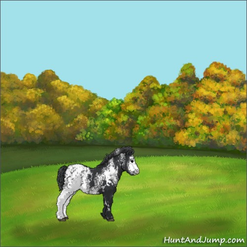 Horse Color:White Spotted Black Appaloosa 