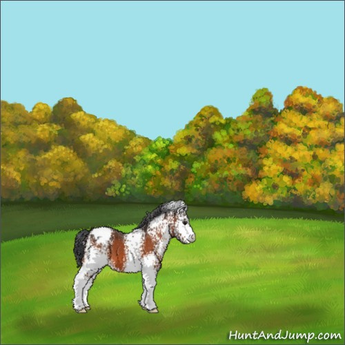 Horse Color:White Spotted Brown Appaloosa 