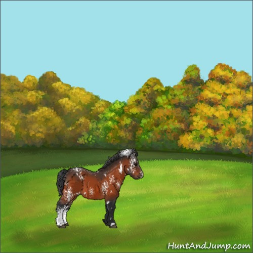 Horse Color:White Spotted Bay 