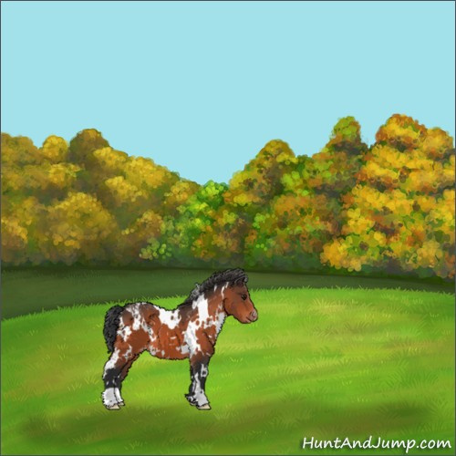 Horse Color:White Spotted Brown Appaloosa 