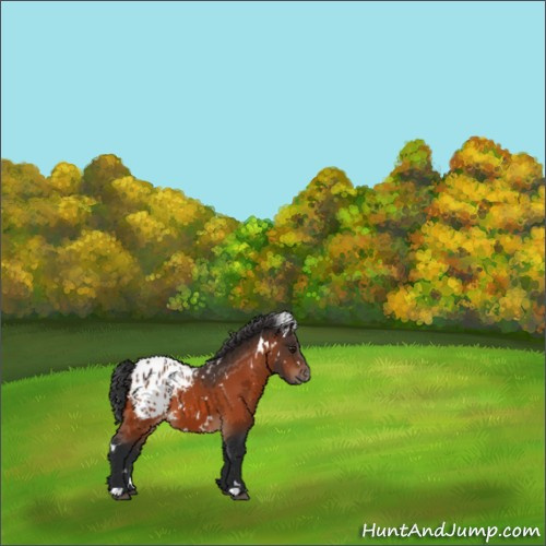 Horse Color:White Spotted Brown Appaloosa 