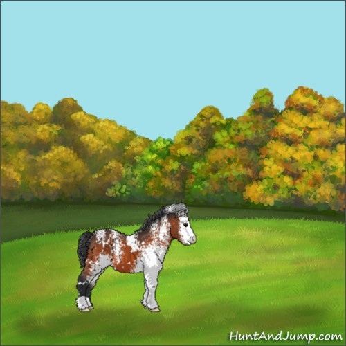 Horse Color:White Spotted Bay Appaloosa 