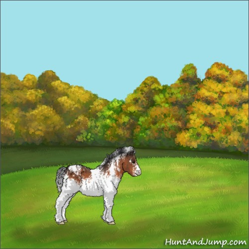 Horse Color:White Spotted Brown Appaloosa 