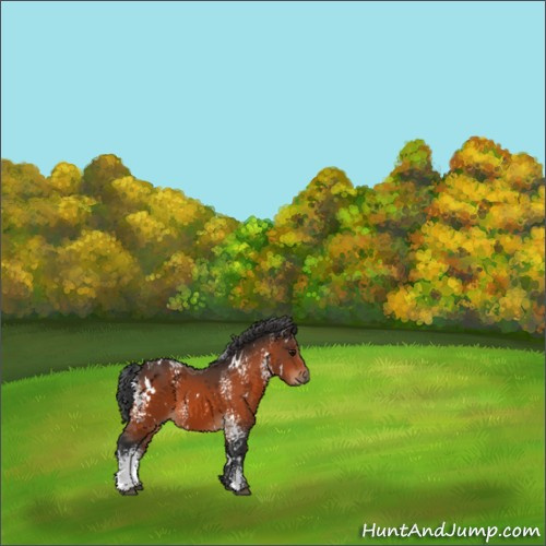 Horse Color:White Spotted Bay 