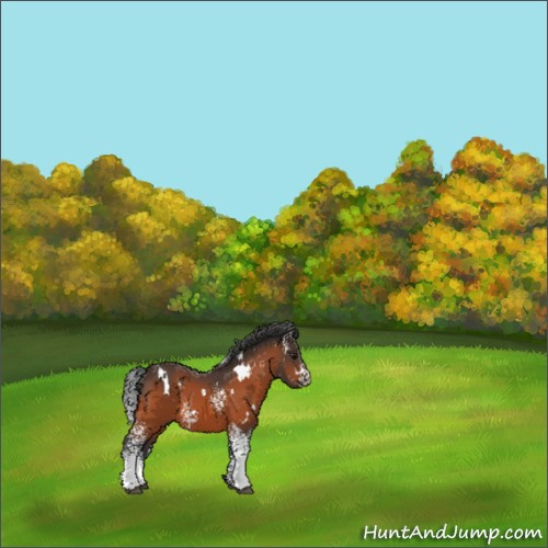 Horse Color:White Spotted Bay 