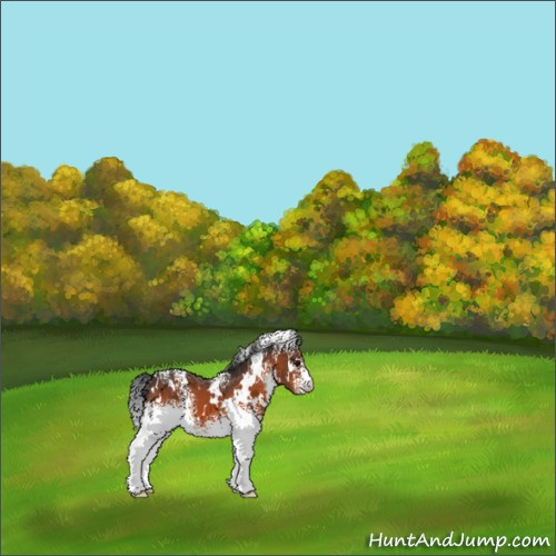 Horse Color:White Spotted Bay Appaloosa 