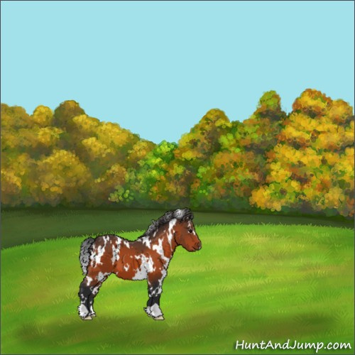 Horse Color:White Spotted Bay 