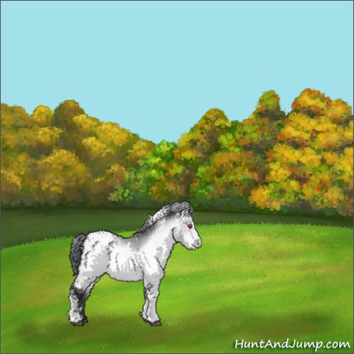 Horse Color:White Spotted Bay Chinchilla Appaloosa 