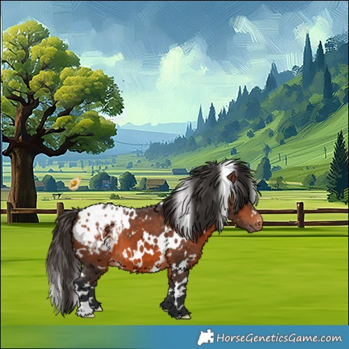 Horse Color:White Spotted Bay Appaloosa 
