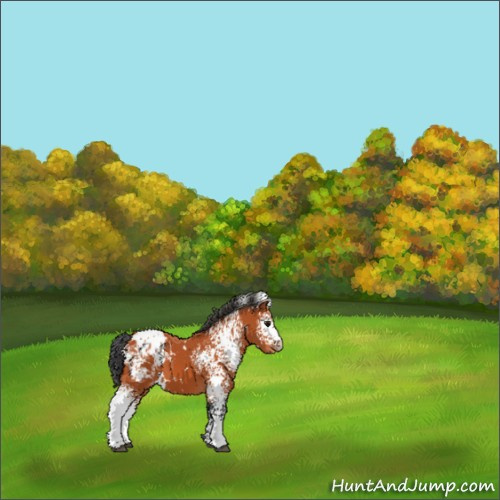 Horse Color:White Spotted Bay Appaloosa 