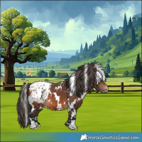 Horse Color:White Spotted Bay Appaloosa 