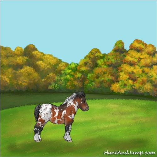 Horse Color:White Spotted Bay Appaloosa 