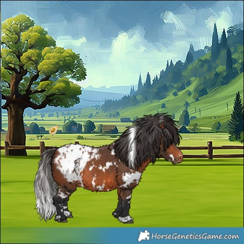 Horse Color:White Spotted Bay Appaloosa 