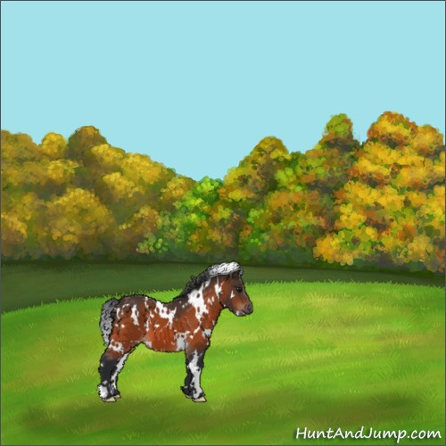 Horse Color:White Spotted Bay 