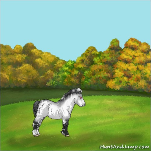 Horse Color:White Spotted Bay Chinchilla 