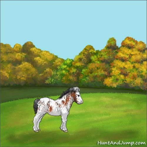 Horse Color:White Spotted Bay Appaloosa 