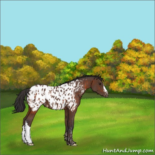 Horse Color:Bay Appaloosa  and Bay Appaloosa 