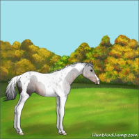 Horse Color:Brown Tobiano 
