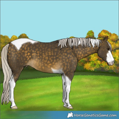 Horse Color:White Spotted Silver Buckskin Tobiano 