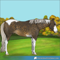 Horse Color:White Spotted Silver Buckskin Tobiano 