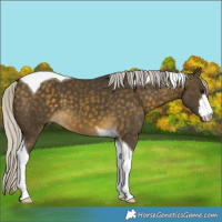 Horse Color:White Spotted Silver Buckskin Tobiano 