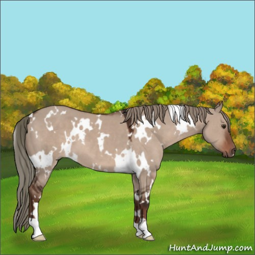 Horse Color:White Spotted Liver Red Dun Mushroom