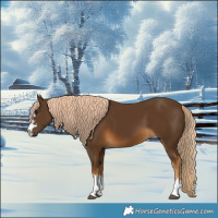 Horse Color:Chocolate Palomino 