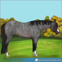 Horse Color:Gray Brown Roan 